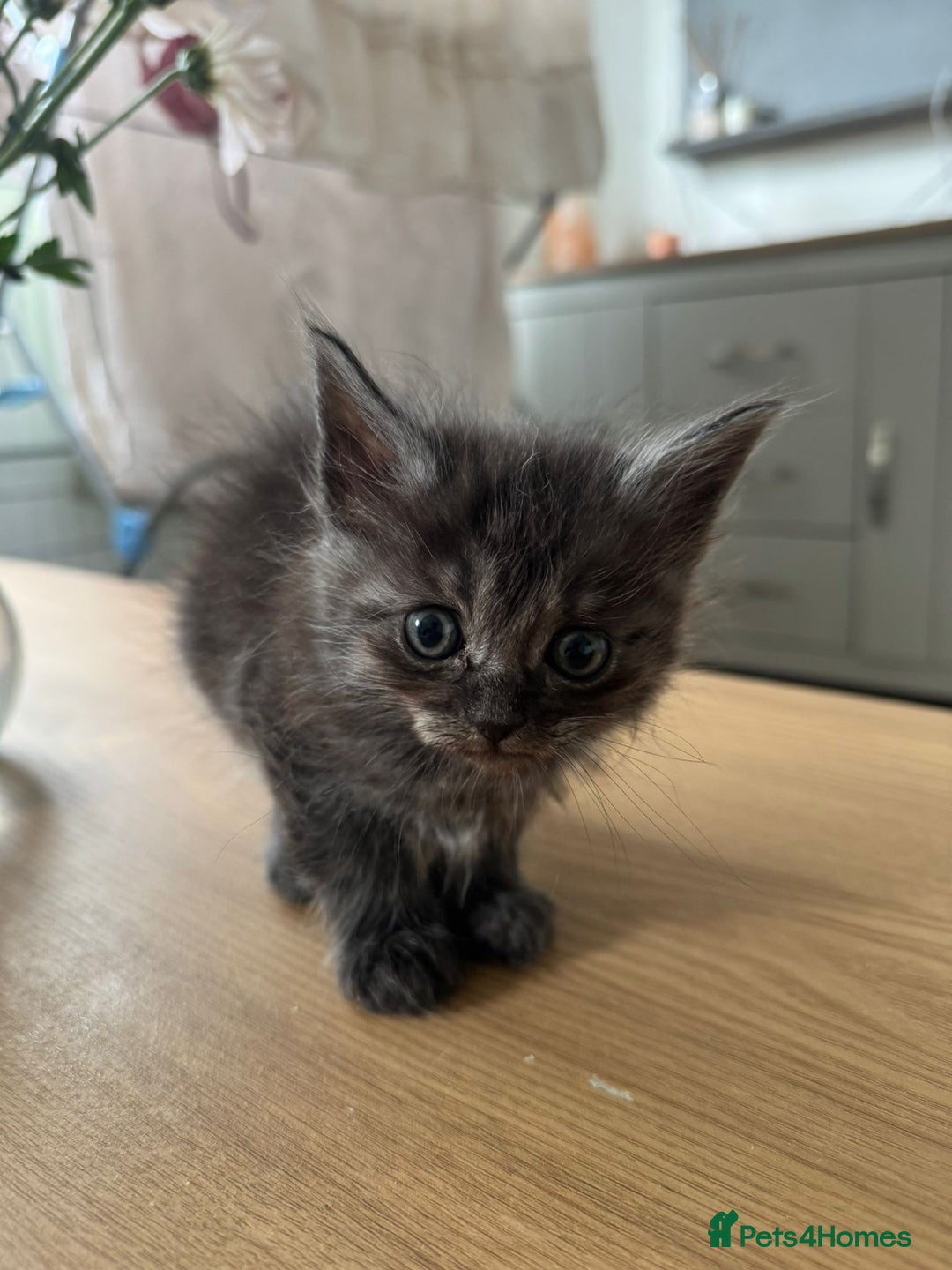 Maine Coon cats for sale: Ragdoll x Maine Coon Kittens 🐱 - Image 4