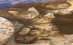Maine Coon cats for sale: Beautiful Mainecoon X  9 kittens  - Image 2
