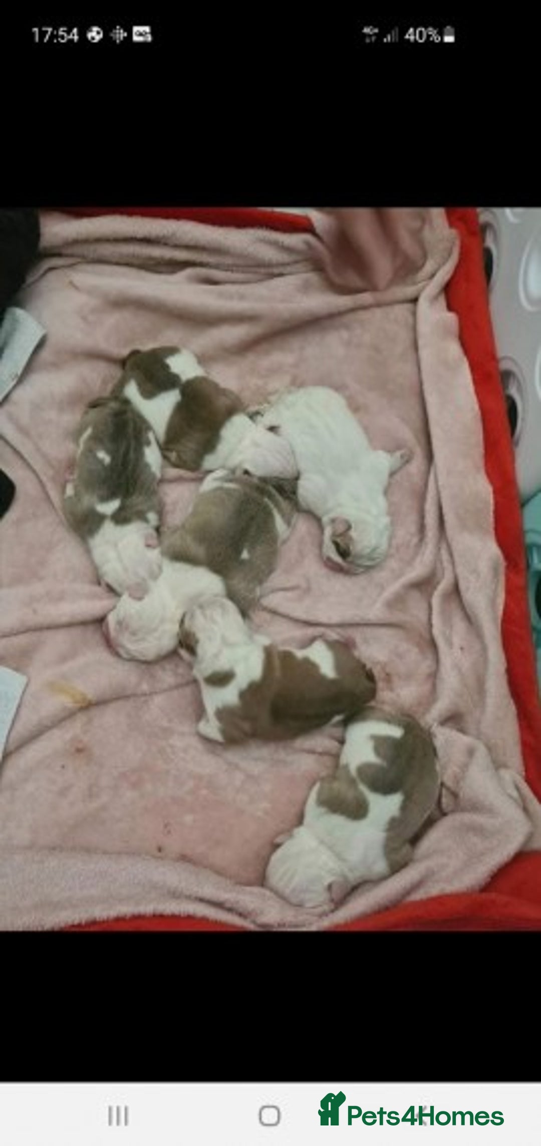 English Bulldog dogs for stud: Apollo 1 bulldog HUU clear stud boy in York - Image 6