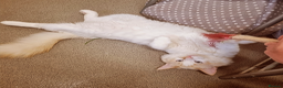 Ragdoll cats for sale: Flame point Ragdoll boy - Advert 5