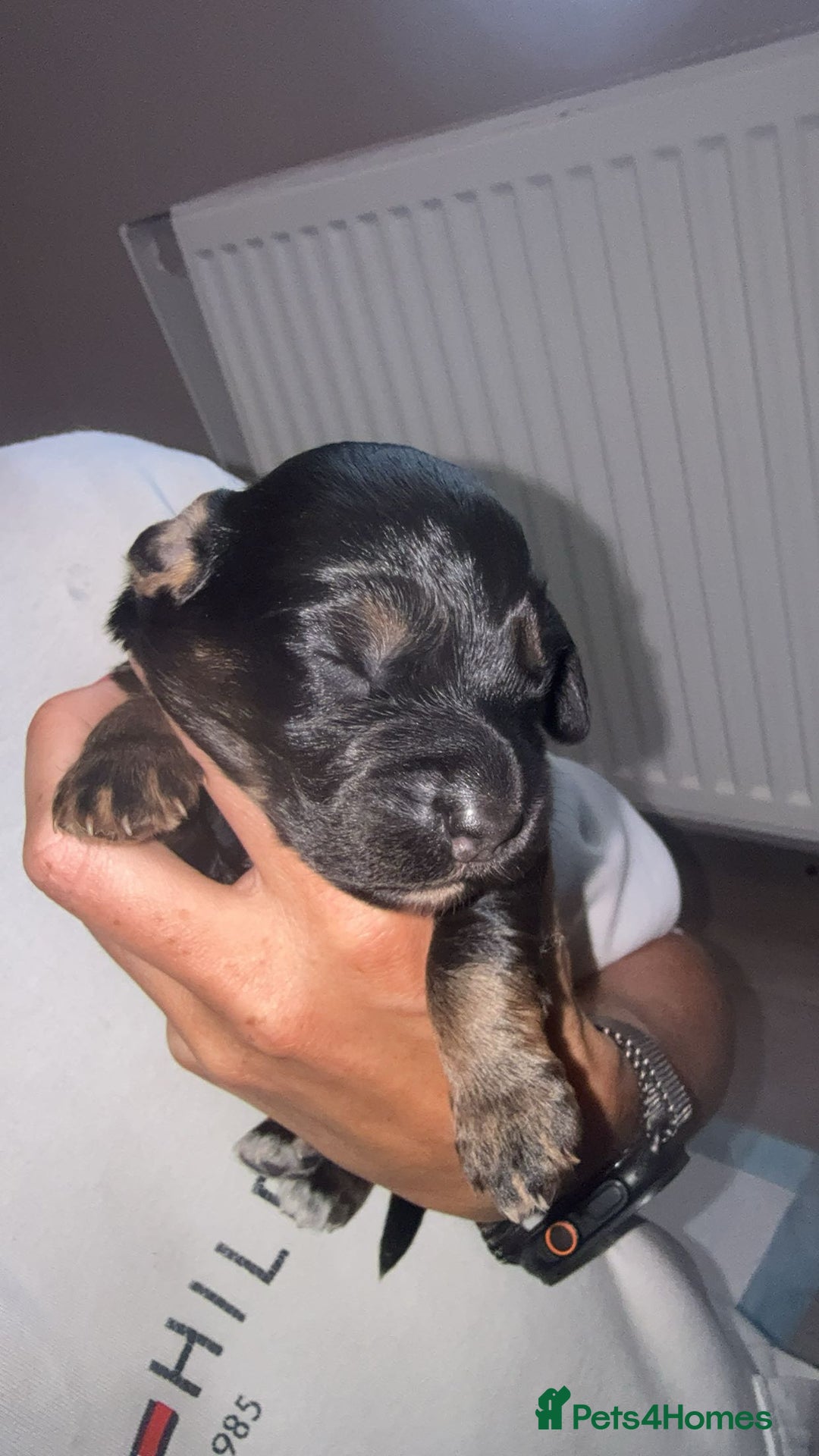 Cocker Spaniel dogs for sale: Cocker Spaniel Puppies - Image 5