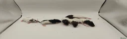 Rat rodents for sale: 🐀September Rats Are Here!🐀 - Advert 2