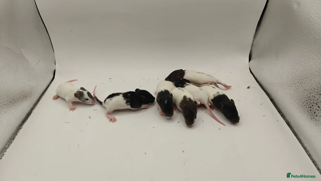 Rat rodents for sale: 🐀September Rats Are Here!🐀 - Advert 2