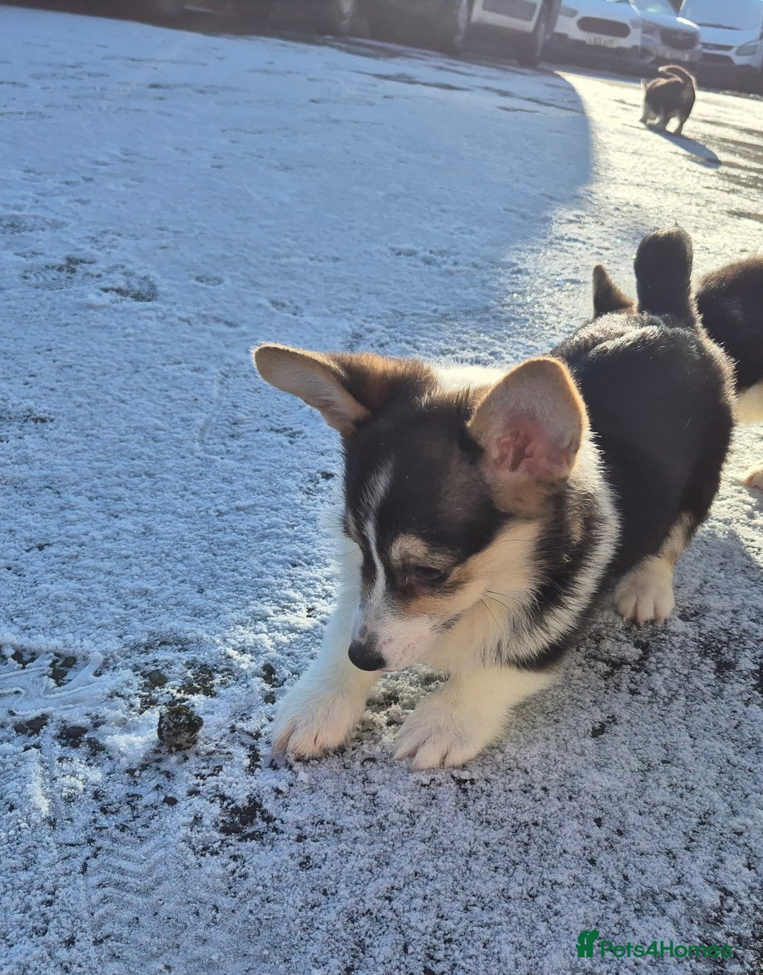 Welsh Corgi Pembroke dogs for sale: Kc reg 2 girls remaining bob & longtail - Advert 10