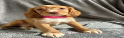Cocker Spaniel dogs for sale: Cocker spaniel puppies - Advert 6