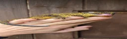 Gecko reptiles for sale: Yellow female Gargoyle gecko  - Advert 4