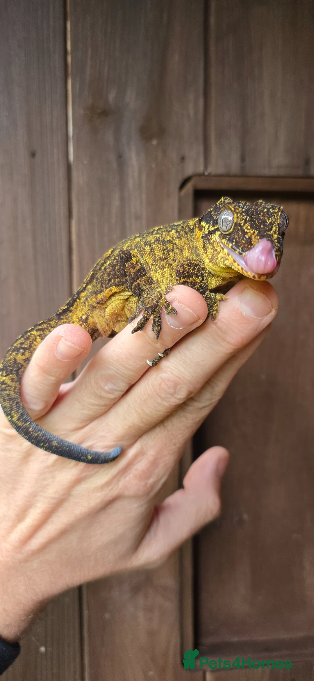 Gecko reptiles for sale: Yellow female Gargoyle gecko  - Advert 4