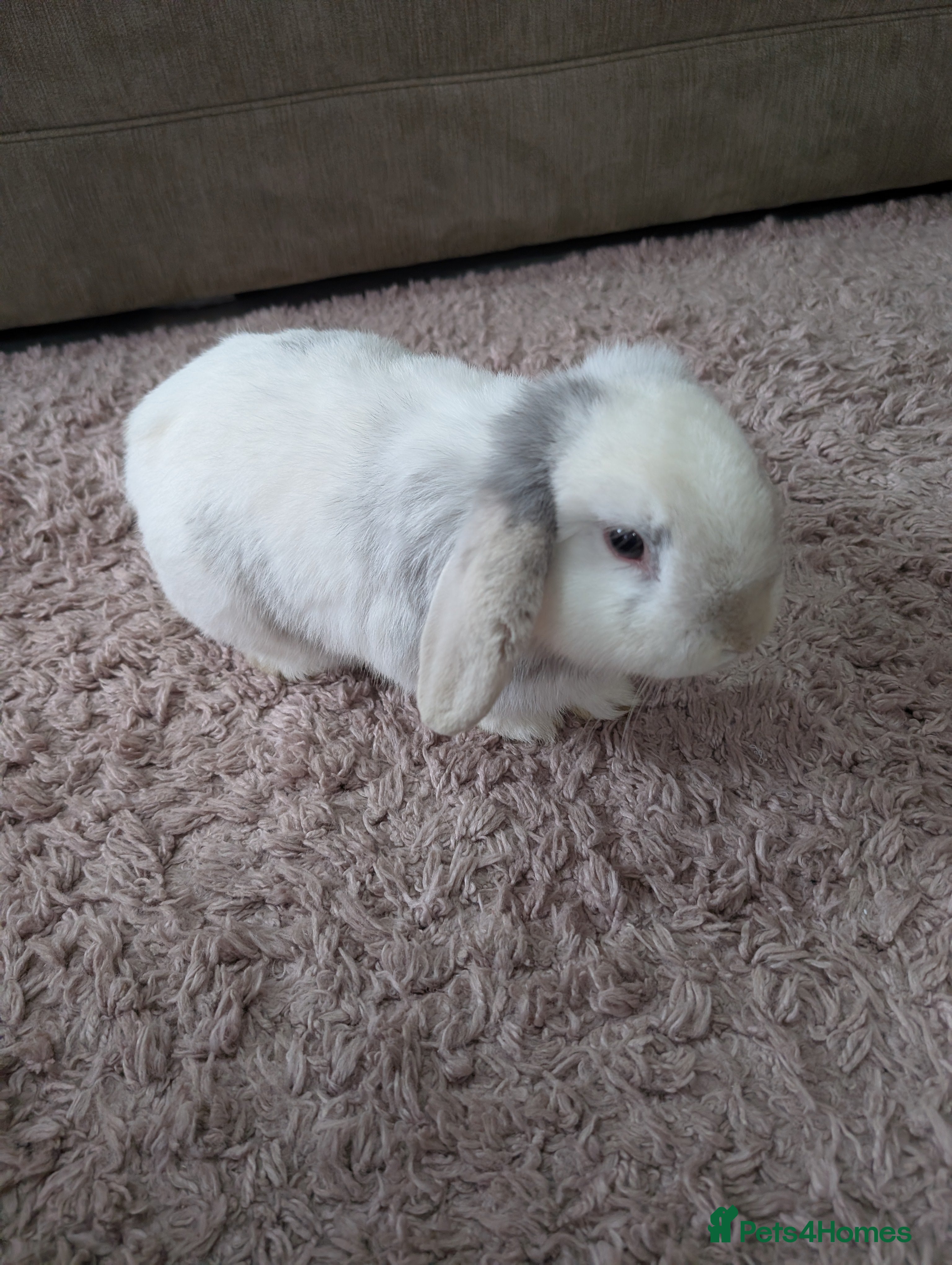 Mini Lop rabbits Mini lop  - Advert 11