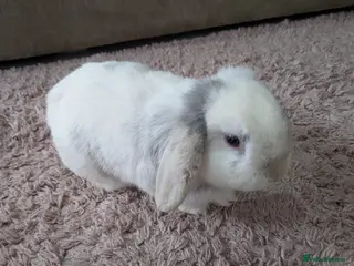 Mini Lop rabbits Mini lop - Advert 11