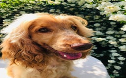Cocker Spaniel dogs for sale: Show Type Health Tested, KC Reg puppies  - Image 32
