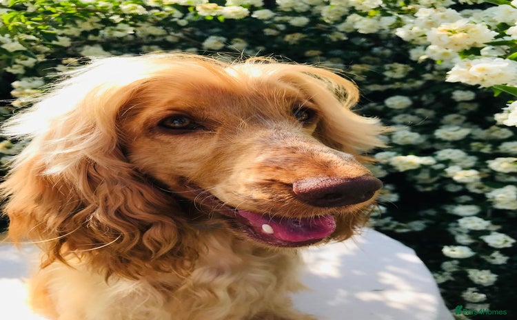 Cocker Spaniel dogs - Advert 3