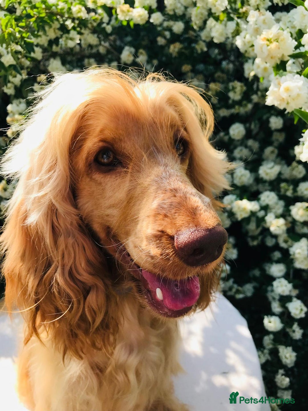 Cocker Spaniel dogs for sale: Show Type Health Tested, KC Reg puppies  - Image 32