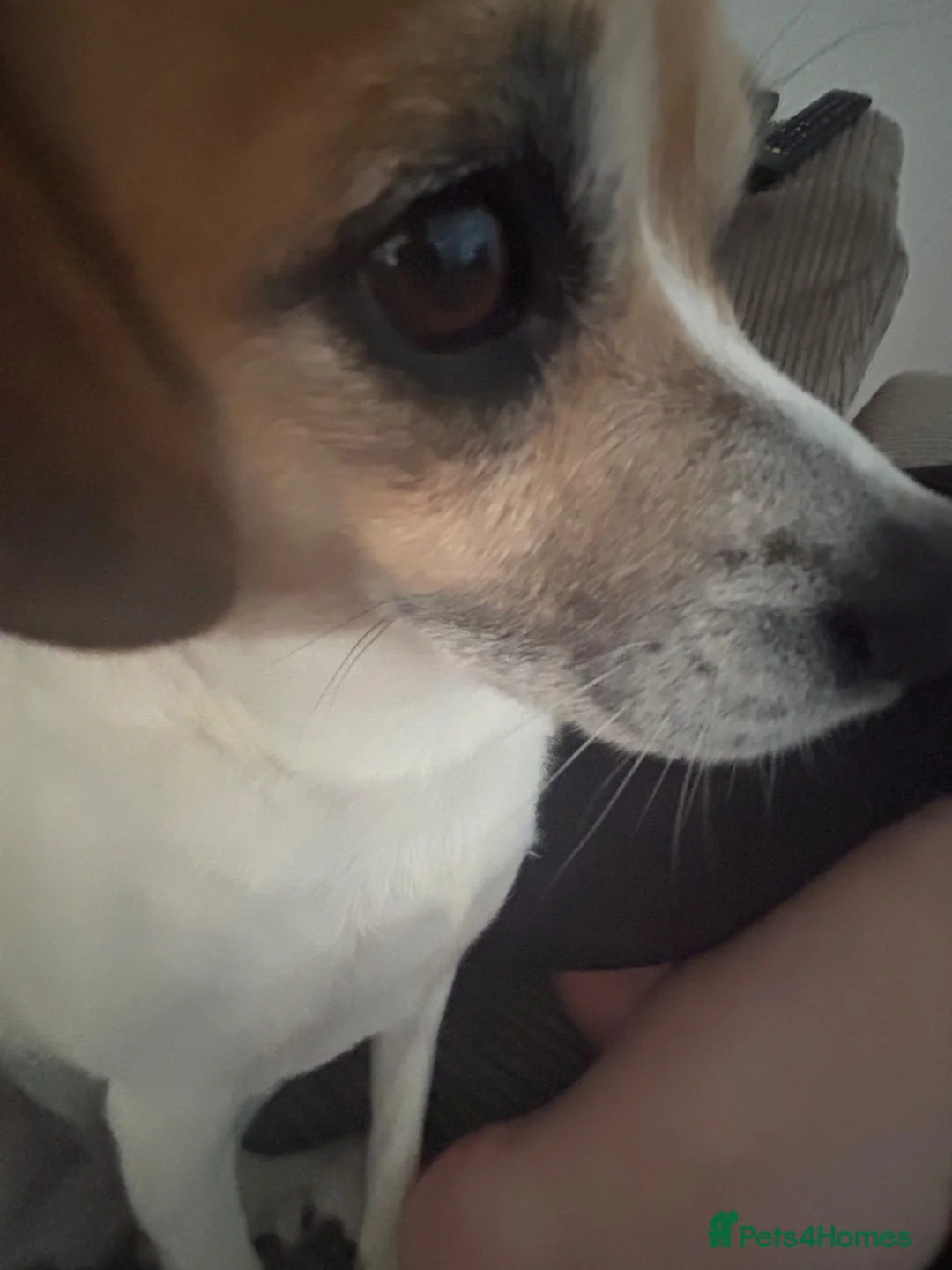 Jackapoo dogs for stud: Often mistaken for Beagle, charming Jackapoo 💕 - Advert 3