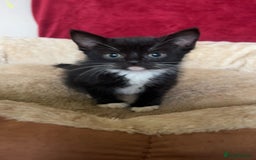 Mixed Breed cats for sale: Bengal tabby x Turkish angora - Image 1