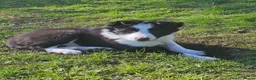 Border Collie dogs for sale: ISDS Border Collie Pups - Advert 21