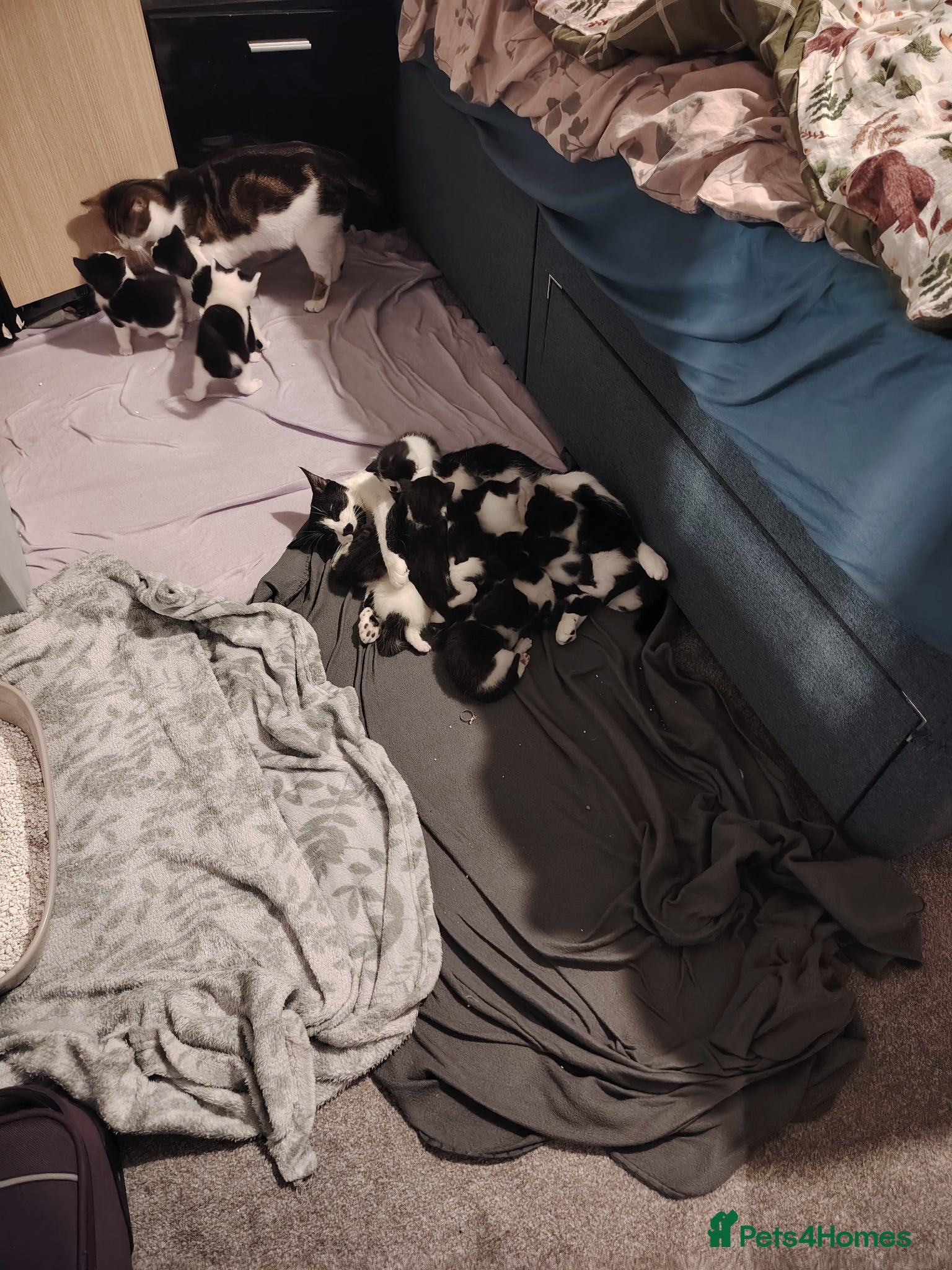 Mixed Breed cats Kittens from 2 litters born days apart - Advert 2