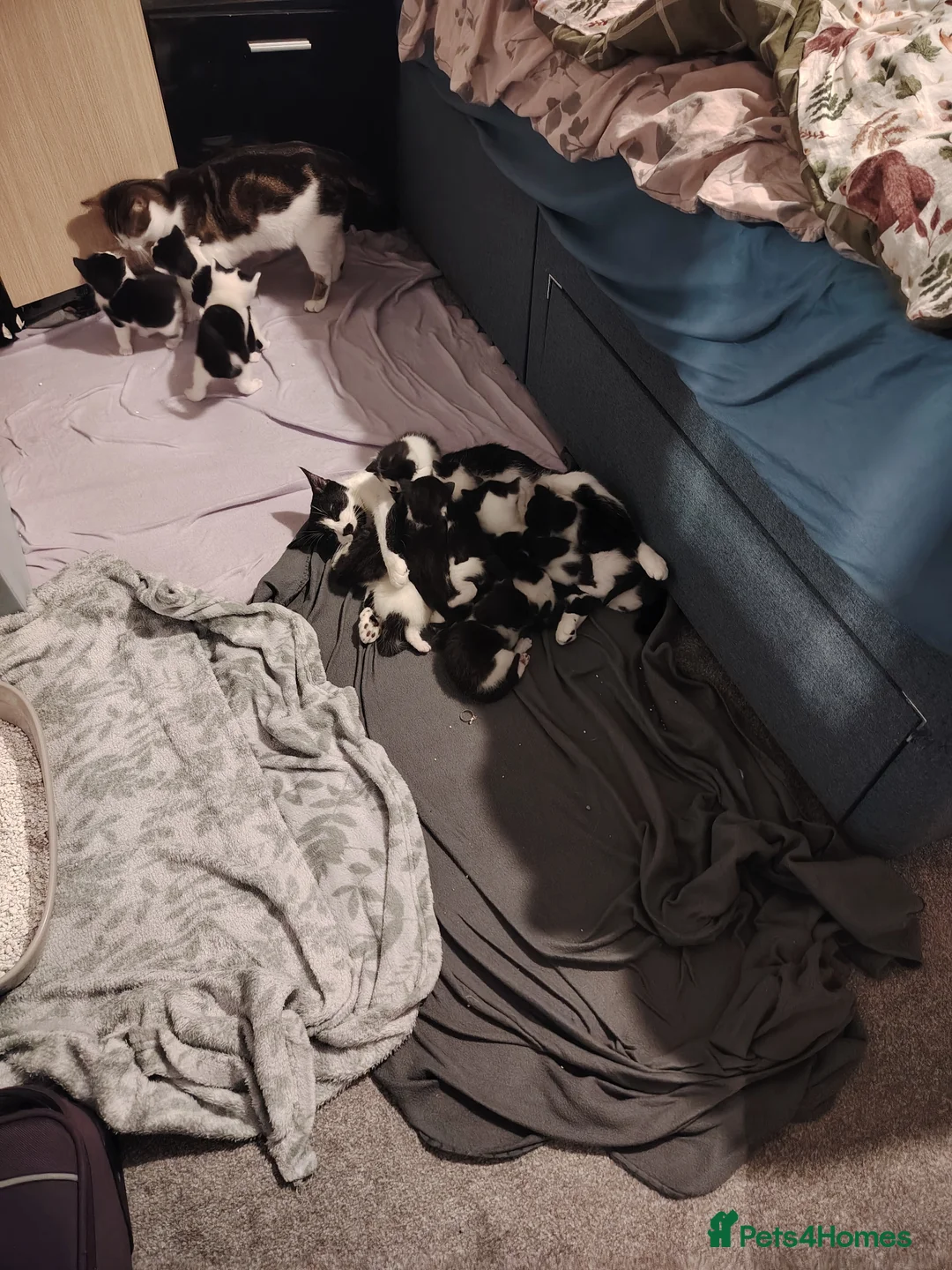 Mixed Breed cats for sale: Kittens from 2 litters born days apart - Advert 2