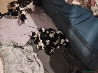 Mixed Breed cats Kittens from 2 litters born days apart - Advert 3