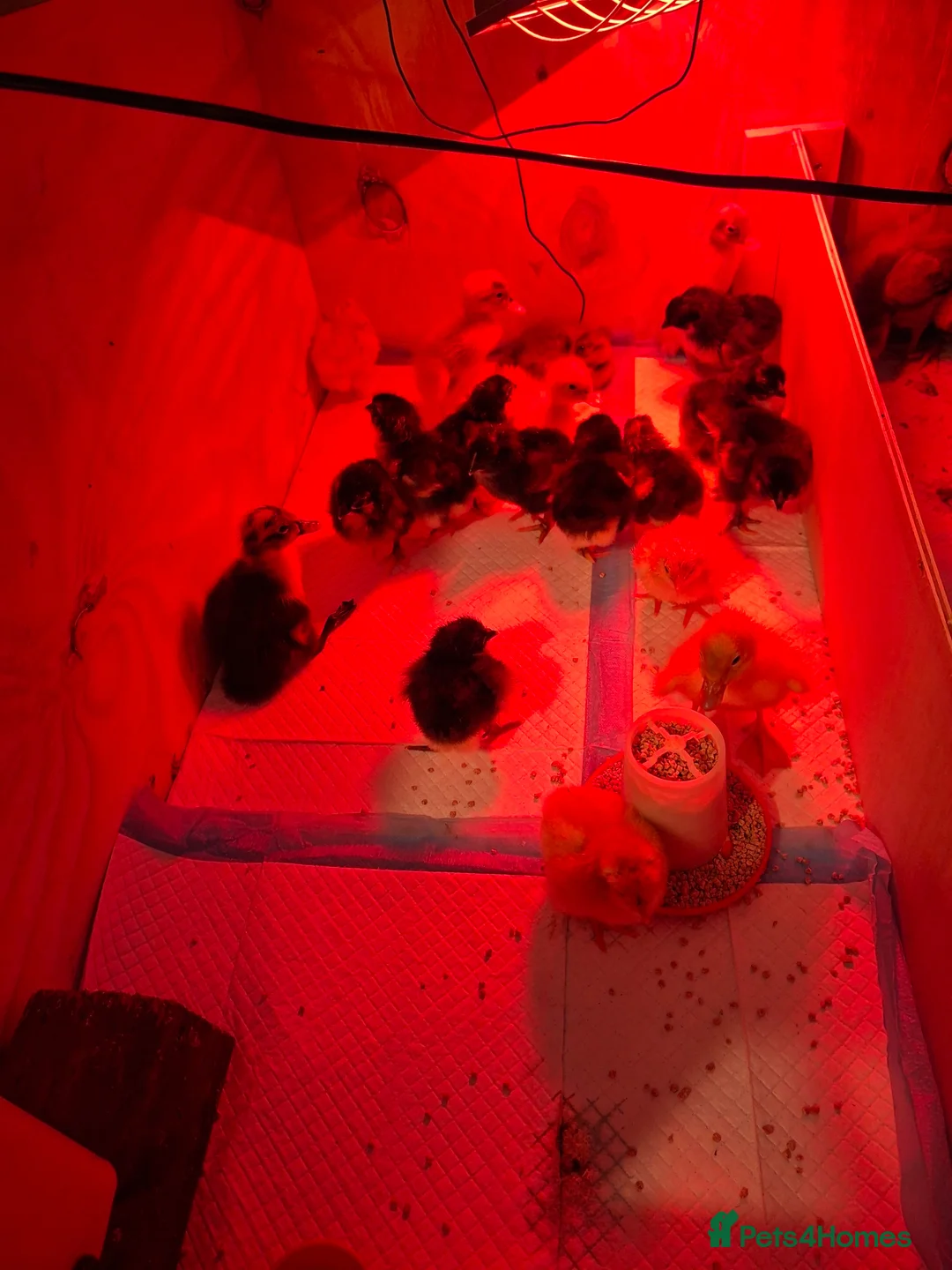Chickens poultry for sale: Orphington chicks for sale  in Banbury - Advert 7