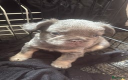 French Bulldog dogs for sale: French bulldogs  - Image 17