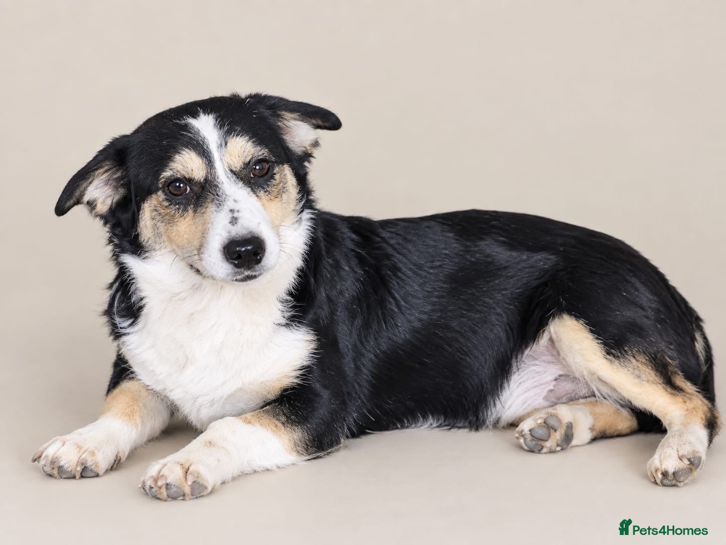 Mixed Breed dogs Meet Teddy: Cute 7-Mo Rescue Puppy Seeking home - Advert 1