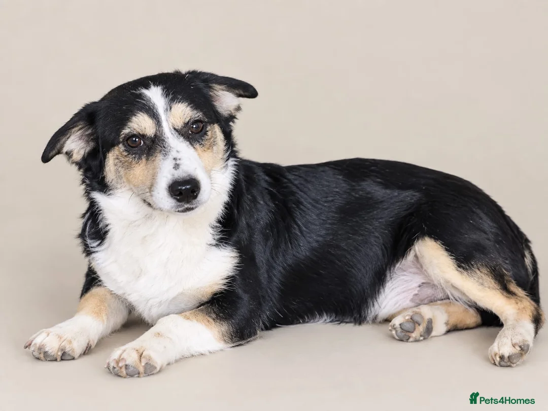 Mixed Breed dogs for sale: Meet Teddy: Cute 7-Mo Rescue Puppy Seeking home in Stevenage - Advert 1