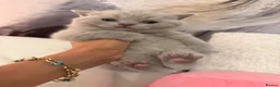 British Shorthair cats for sale: READY NOW British Shorthair Kittens Pet Homes Only - Advert 1