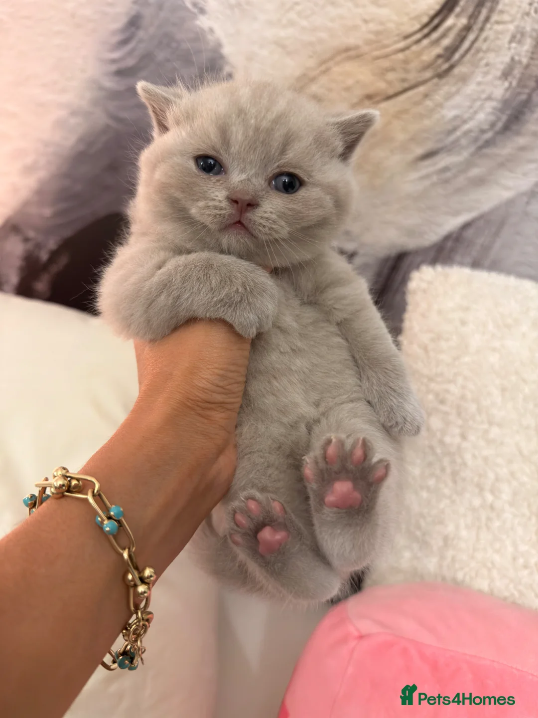 British Shorthair cats for sale: READY NOW British Shorthair Kittens Pet Homes Only - Advert 1