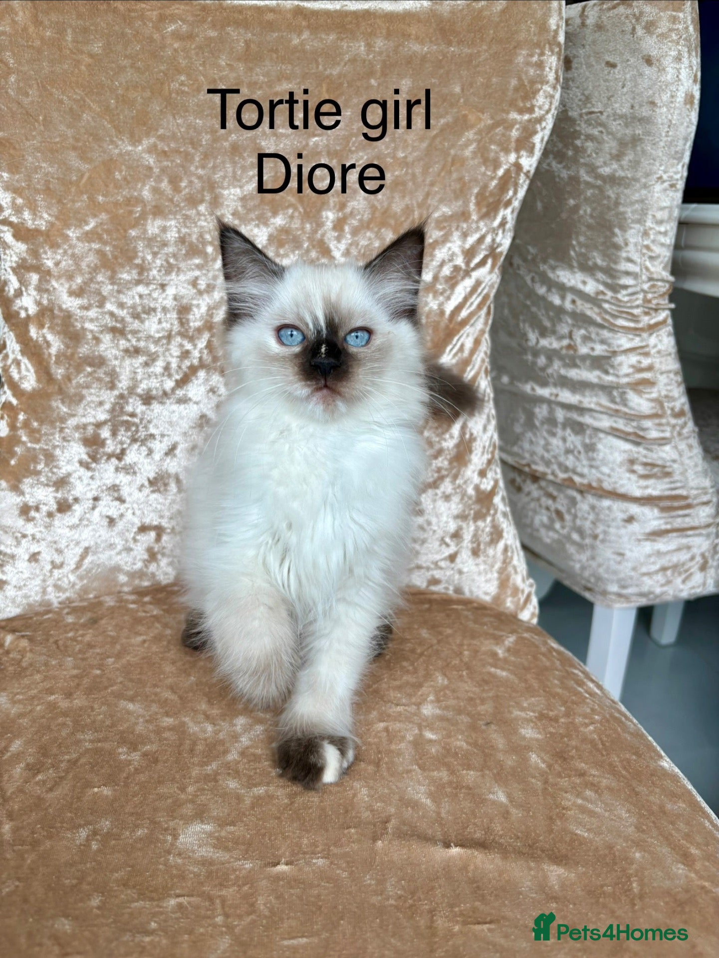 Ragdoll cats Beautiful ragdoll kittens  - Advert 1
