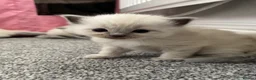 Ragdoll cats for sale: Pure blue point ragdolls  - Advert 7