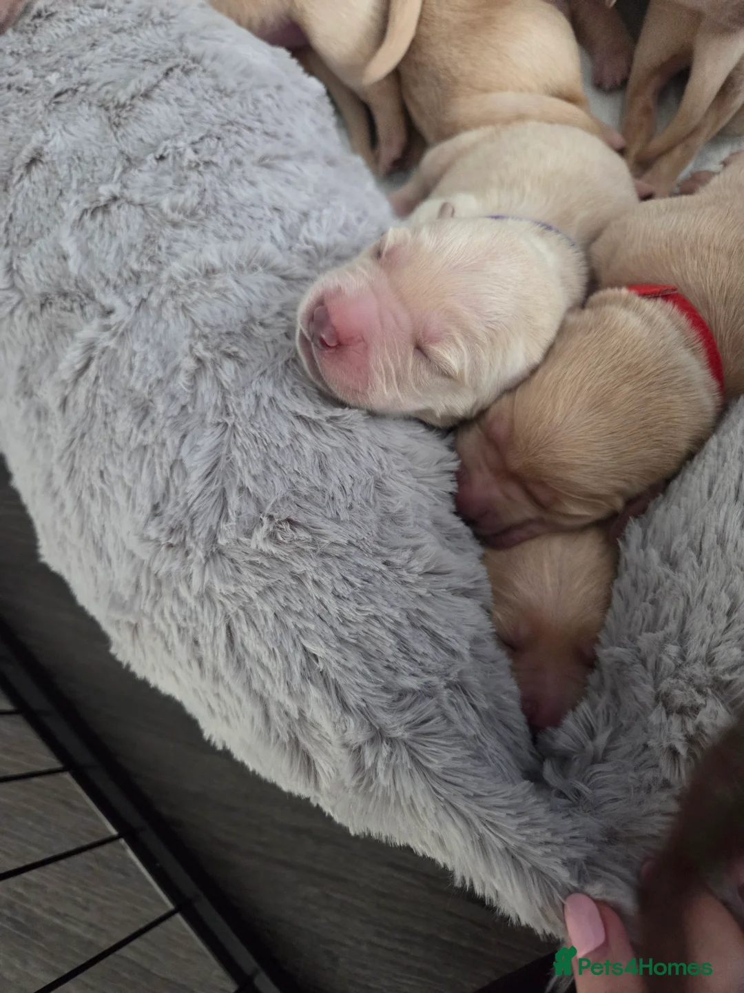 Goldador dogs for sale: Goldador Puppies – Show & Working Lines in Perth - Advert 10