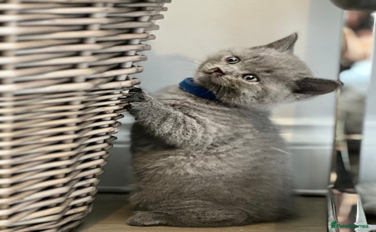 British Shorthair cats - Advert 2