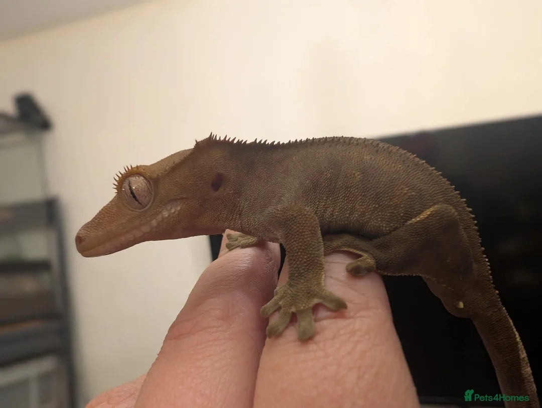 Mixed Breed reptiles for sale: Various reptiles looking for new homes - Advert 3