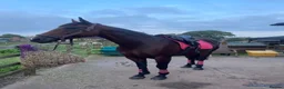 Cleveland Bay horses for sale: Jessica (Jessie) in Stoke-on-Trent - Advert 3
