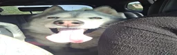Siberian Husky dogs for sale: Siberian Husky for rehome  - Advert 6