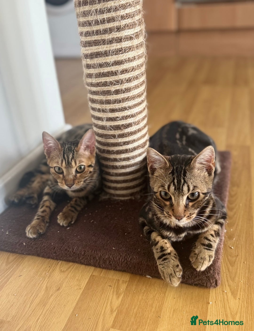 Bengal cats for sale: Bengal Sibling Cats for Rehoming - Advert 2