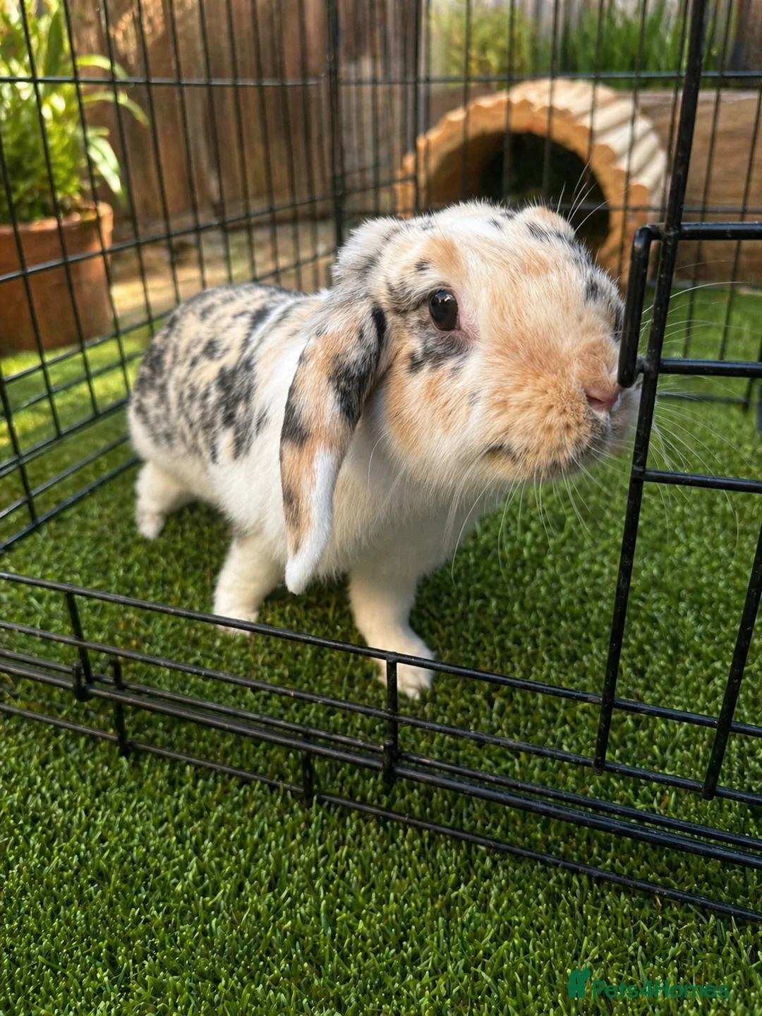Sable rabbits for sale: Two Beautiful Bonded Female Rabbits  - Advert 2
