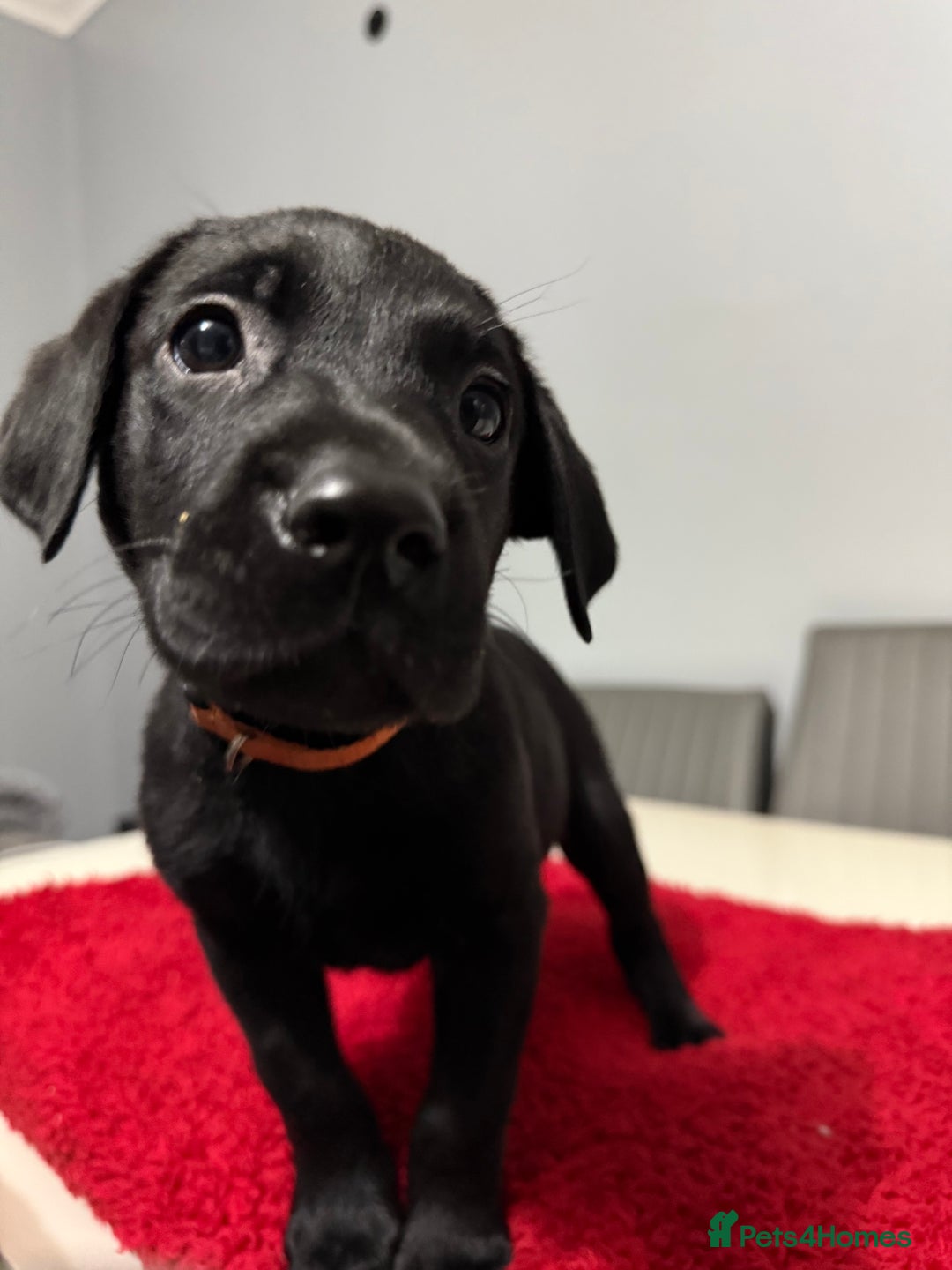 Labrador Retriever dogs for sale: LAST 3 LABRADOR PUPPIES AVAILABLE — READY NOW! - Advert 7