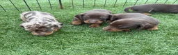 Miniature Dachshund dogs for sale: Ready now Kc-registered PRA-clear mini dachshund  - Advert 10