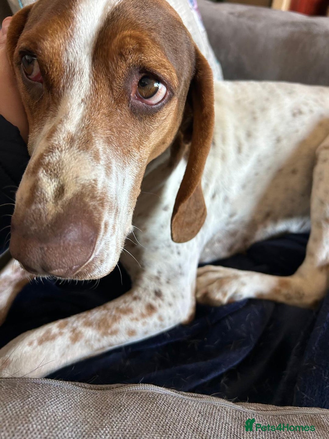 Mixed Breed dogs for adoption: 💔 BEN NEEDS A TRUE FOREVER HOME  💔  - Advert 6