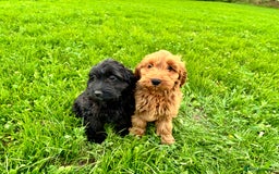 Cockapoo dogs for sale: Gorgeous quality health checked F1 Cockapoos  in Market Drayton - Image 11