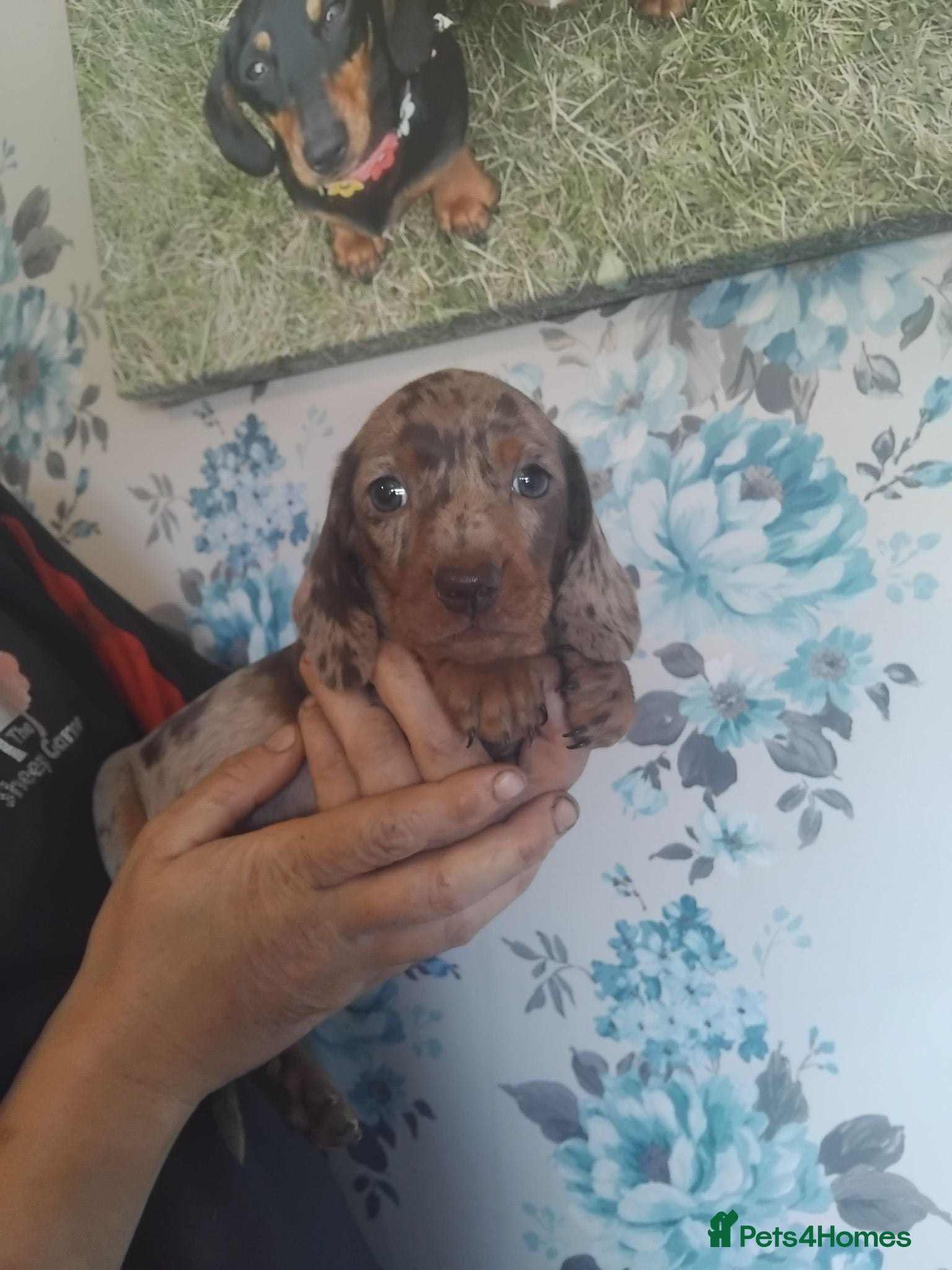 Miniature Dachshund dogs Miniature dashchund puppies  - Advert 1