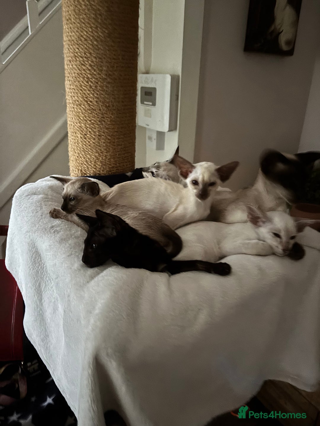 Siamese cats for sale: SIAMESE and ORIENTAL KITTENS - Image 6