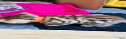 Bengal cats for sale: Stunning Bengal Kittens  - Advert 5