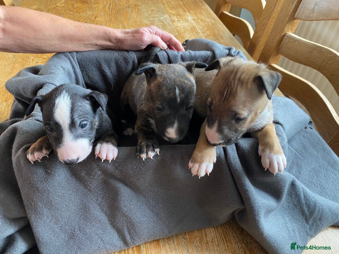 English Bull Terrier dogs for sale: English bull terrier puppies - Image 3