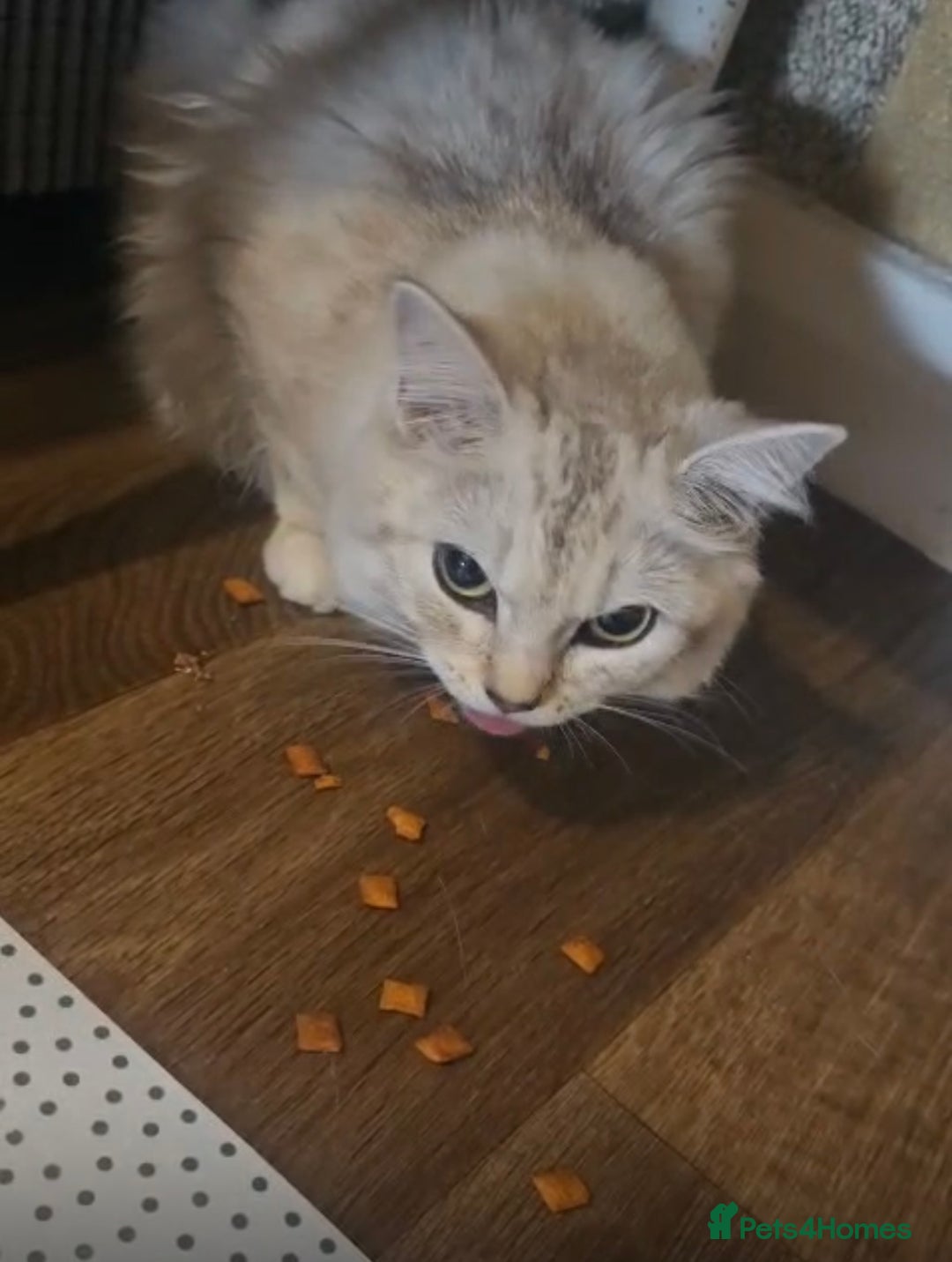 Siberian cats for sale: REDUCED!!! Pure breed hypoallergenic siberian - Image 4