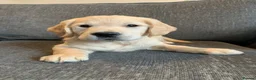 Golden Retriever dogs for sale: One girl remaining - Advert 5