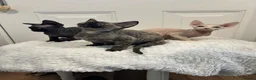Devon Rex cats for sale: Fife reg Devon Rex kittens  - Advert 11