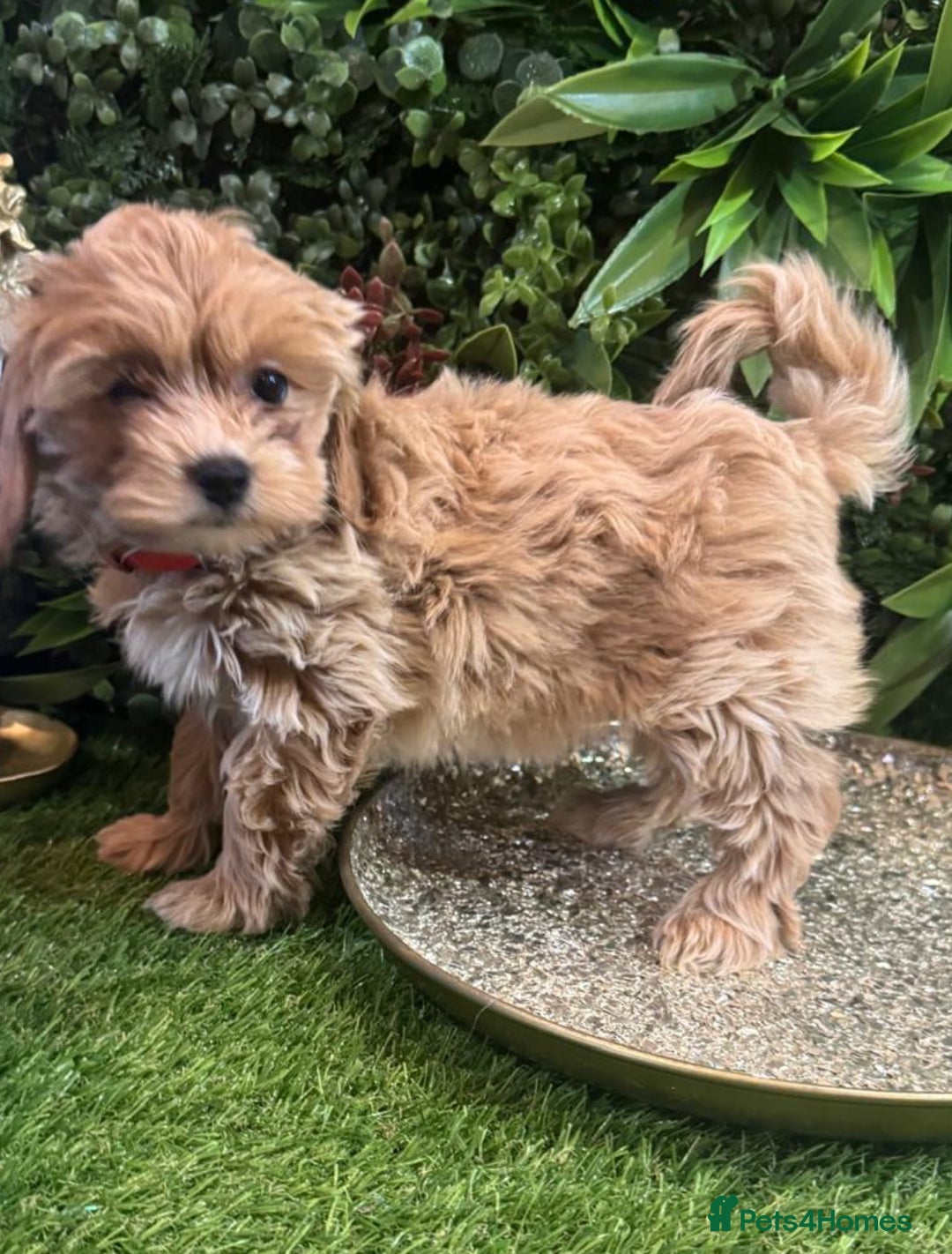 Maltipoo dogs for sale: Beautiful Korean Maltipoo Puppies–3 Girls &2 Boys  - Advert 5
