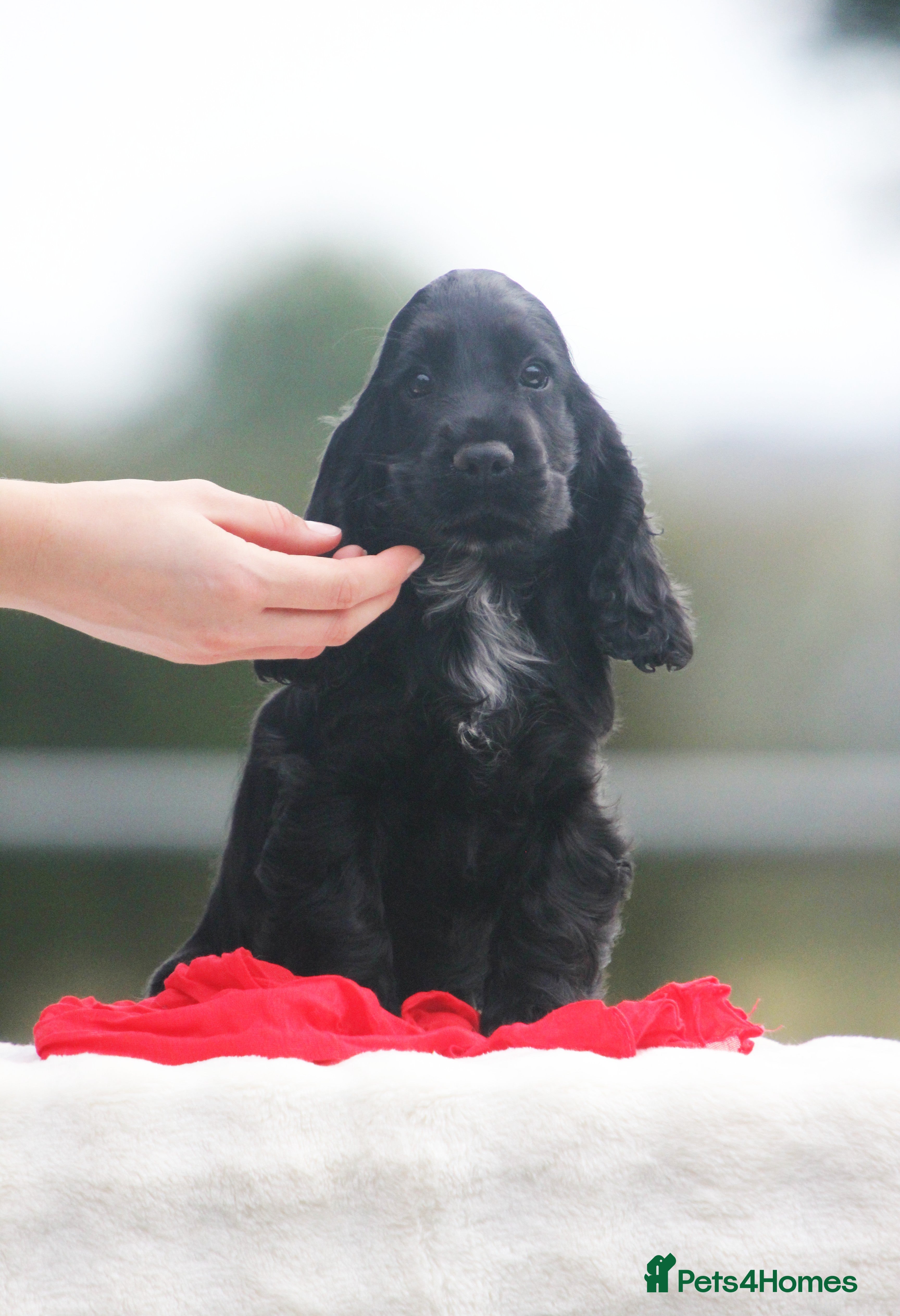 Cocker Spaniel dogs Fully Health Tested Show Type Cocker Spaniels  - Advert 2